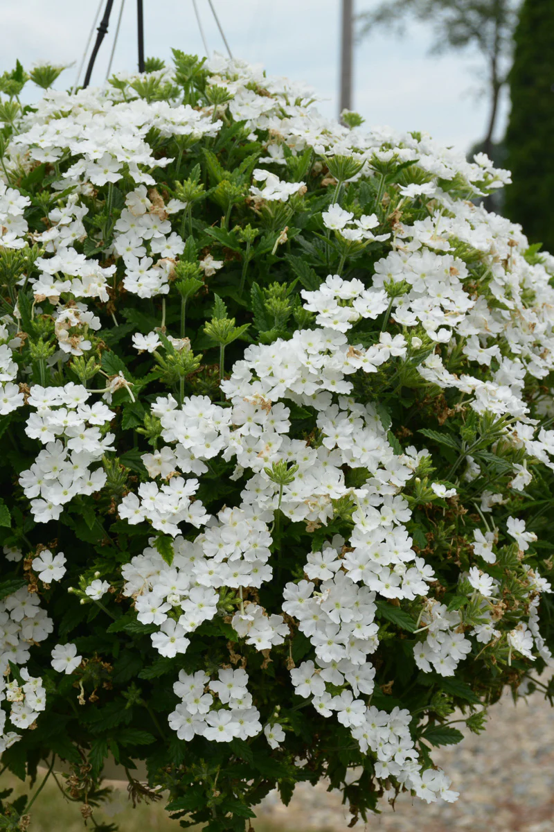 Verbena, Cadet White - Image 2