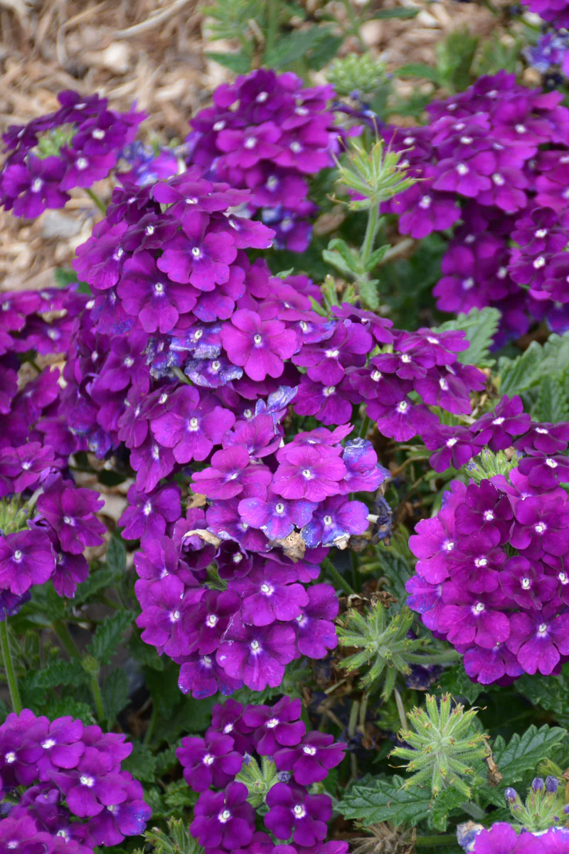 Verbena, Firehouse Purple - Image 2