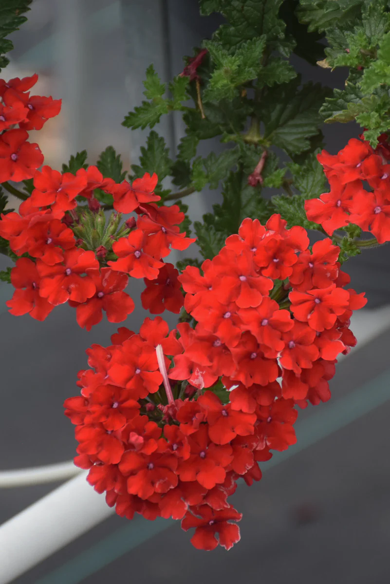 Verbena, Superbena Red
