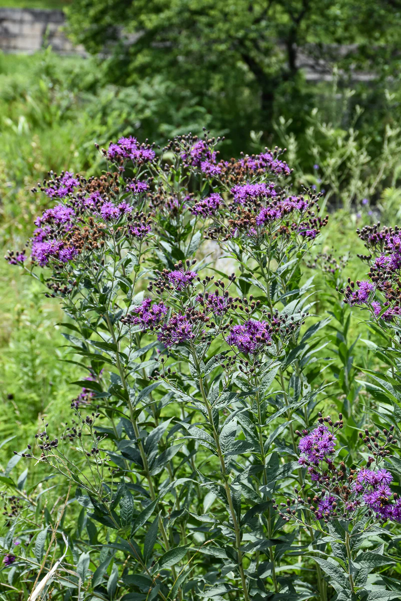 Vernonia, Smooth Ironweed - Image 2