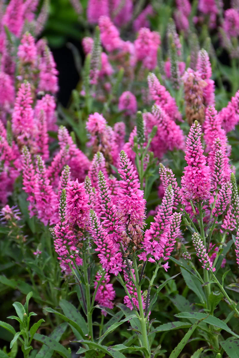 Veronica, Pink Candles