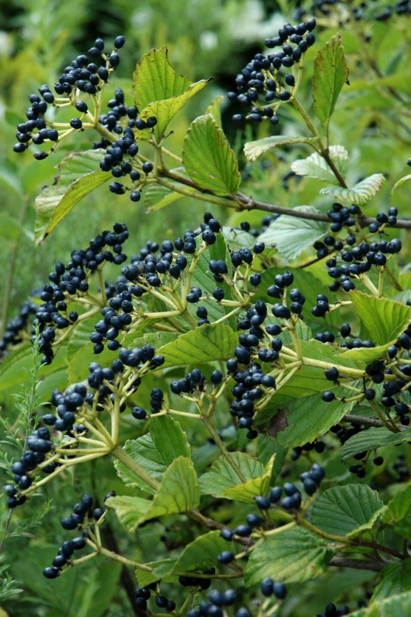 Viburnum, Arrw Cardinal