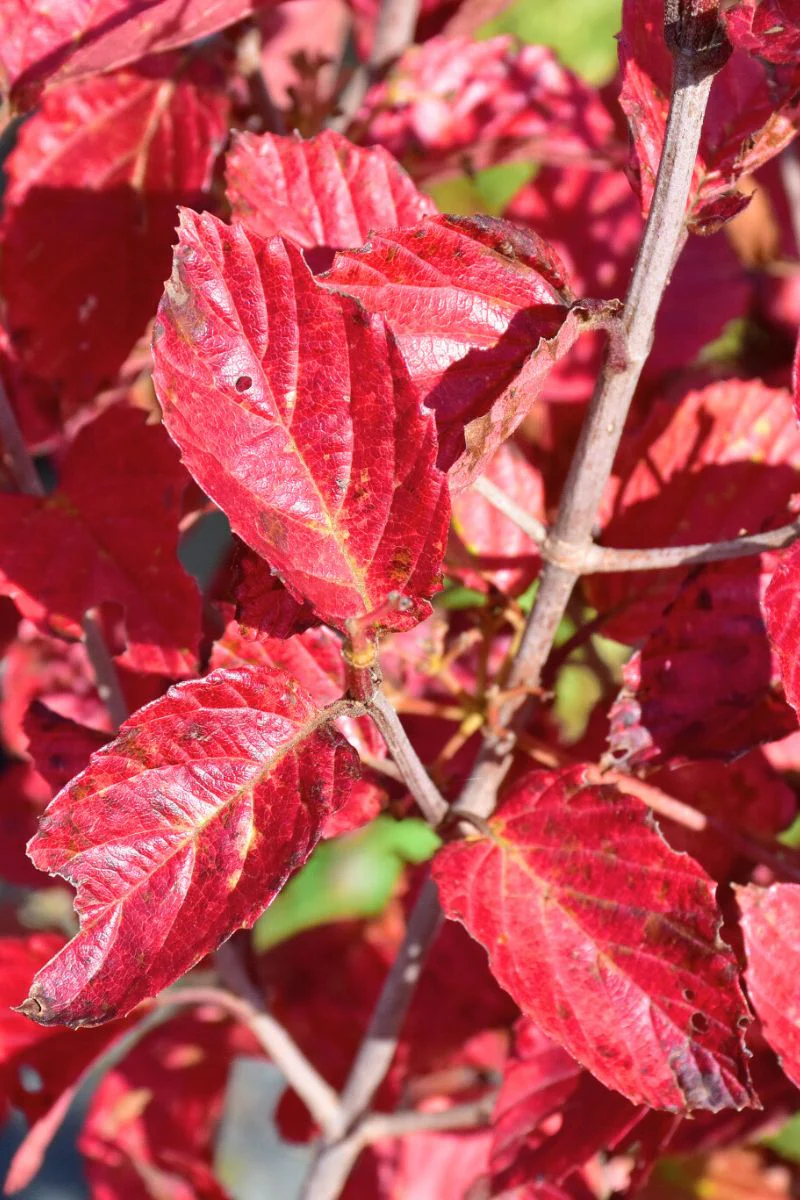 Viburnum, Arrowwood Chicago - Image 2