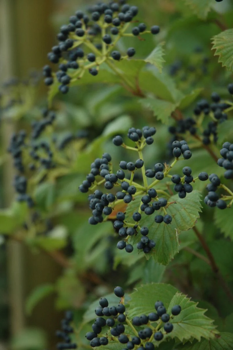 Viburnum, Arrow Red Feather