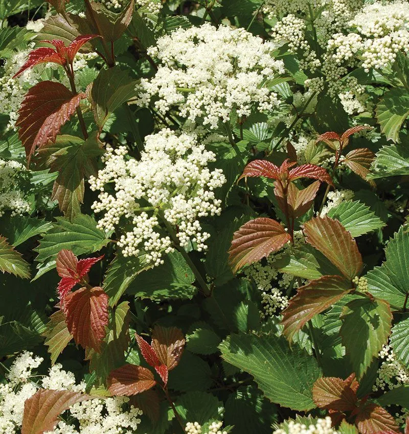 Viburnum, Arrow Red Feather - Image 2
