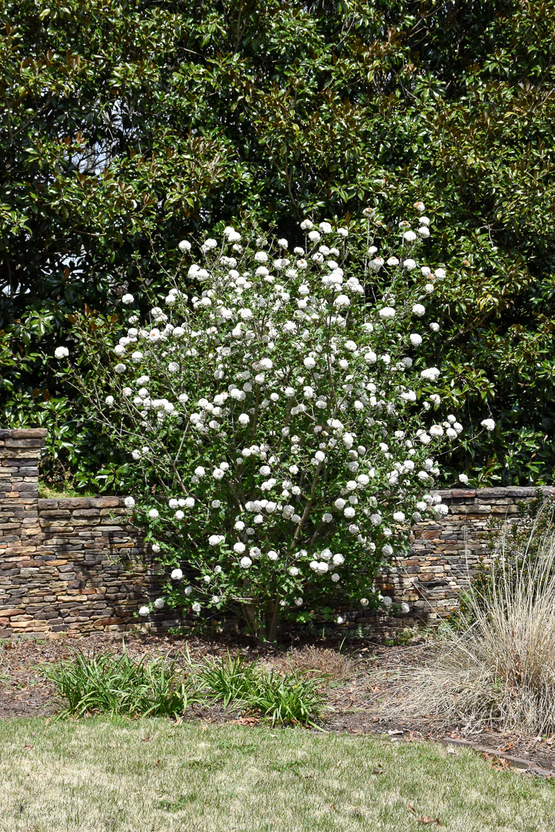 Viburnum, Burkwood P - Image 2