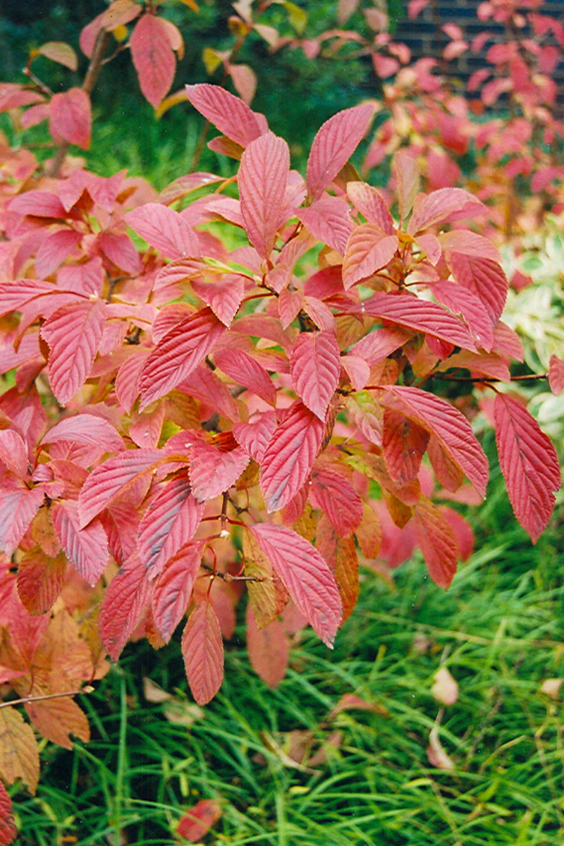 Viburnum, Burkwood P - Image 3