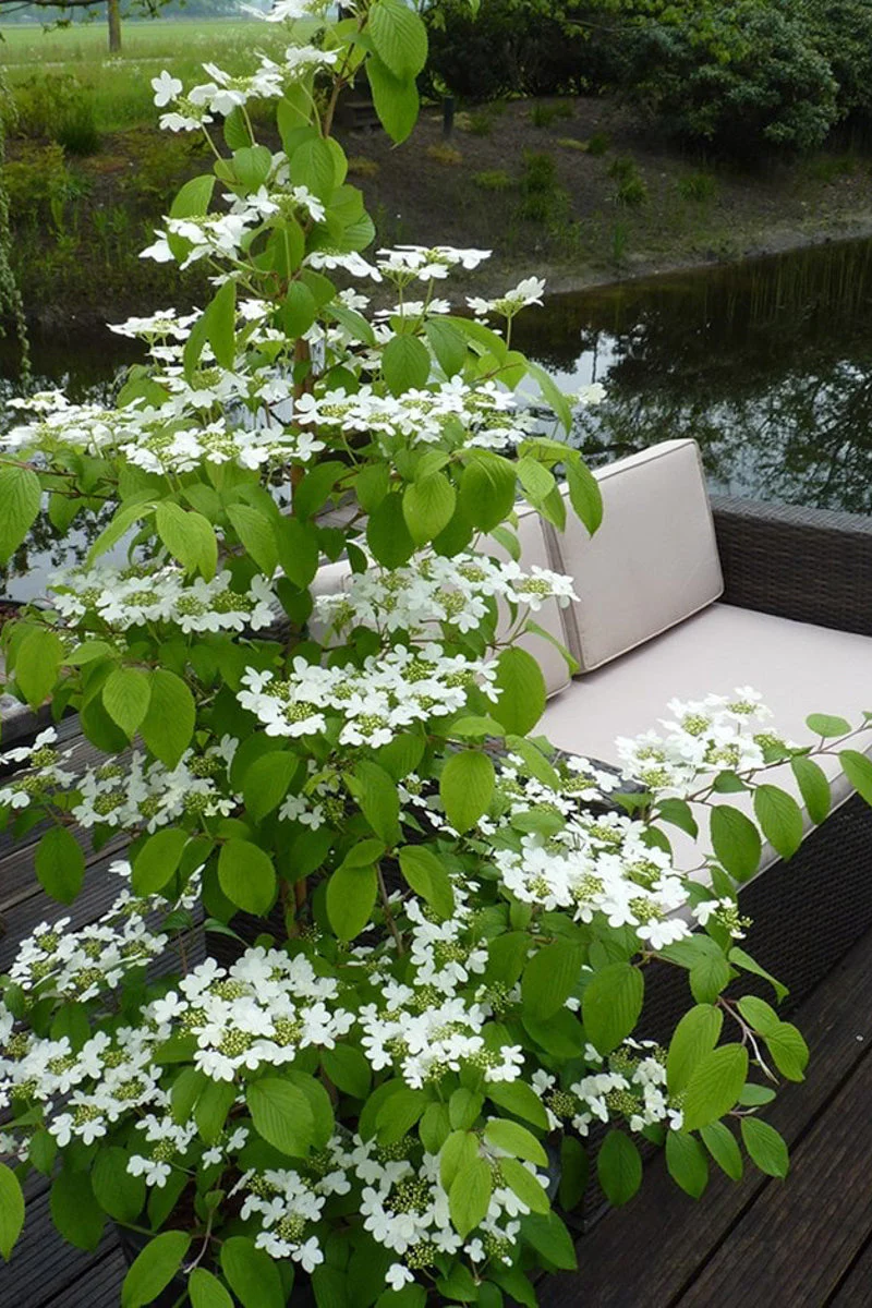 Viburnum,  Doublefile Kilimanjaro