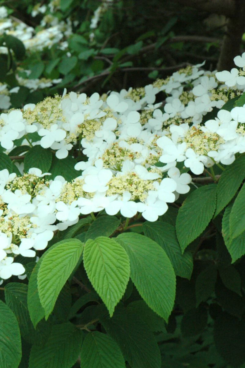 Viburnum, Doublefile Shasta - Image 2
