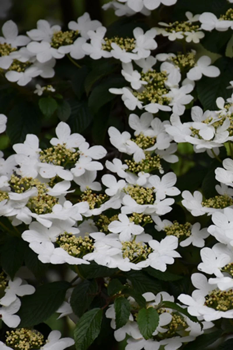 Viburnum, Doublefile Summer Snowflake - Image 2