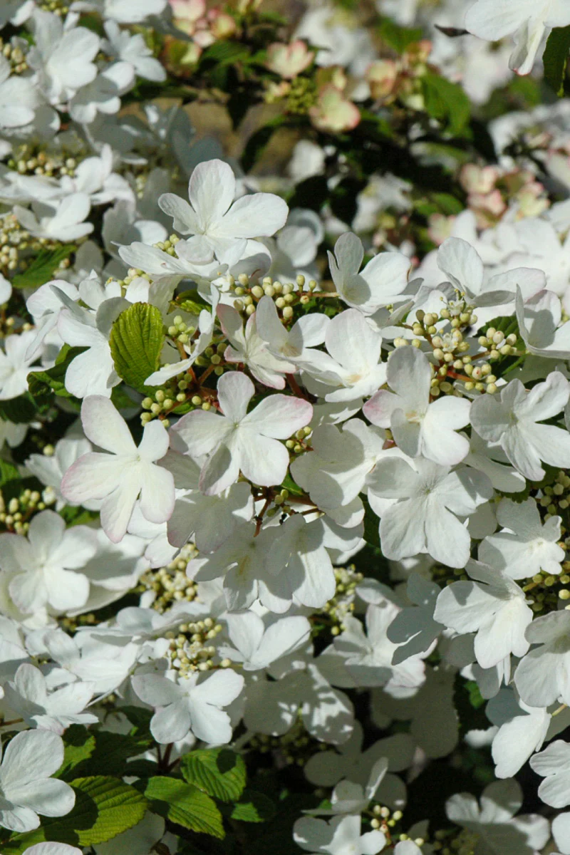 Viburnum, Doublefile Pink Beauty - Image 2