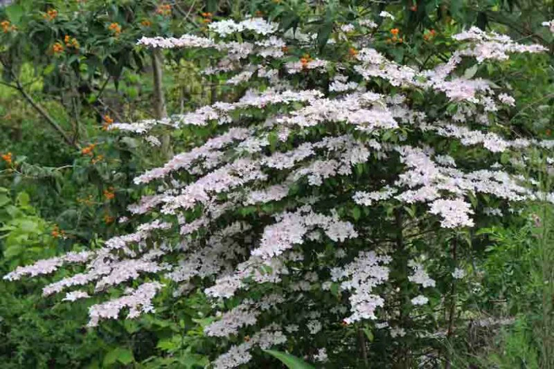 Viburnum, Doublefile Pink Beauty - Image 3