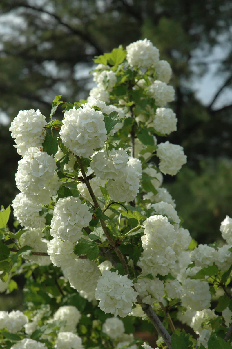 Viburnum, European Snowball
