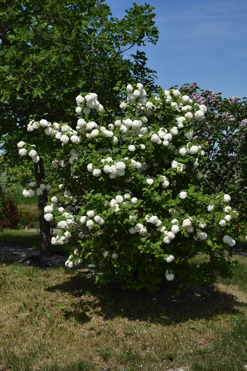 Viburnum, European Snowball - Image 2