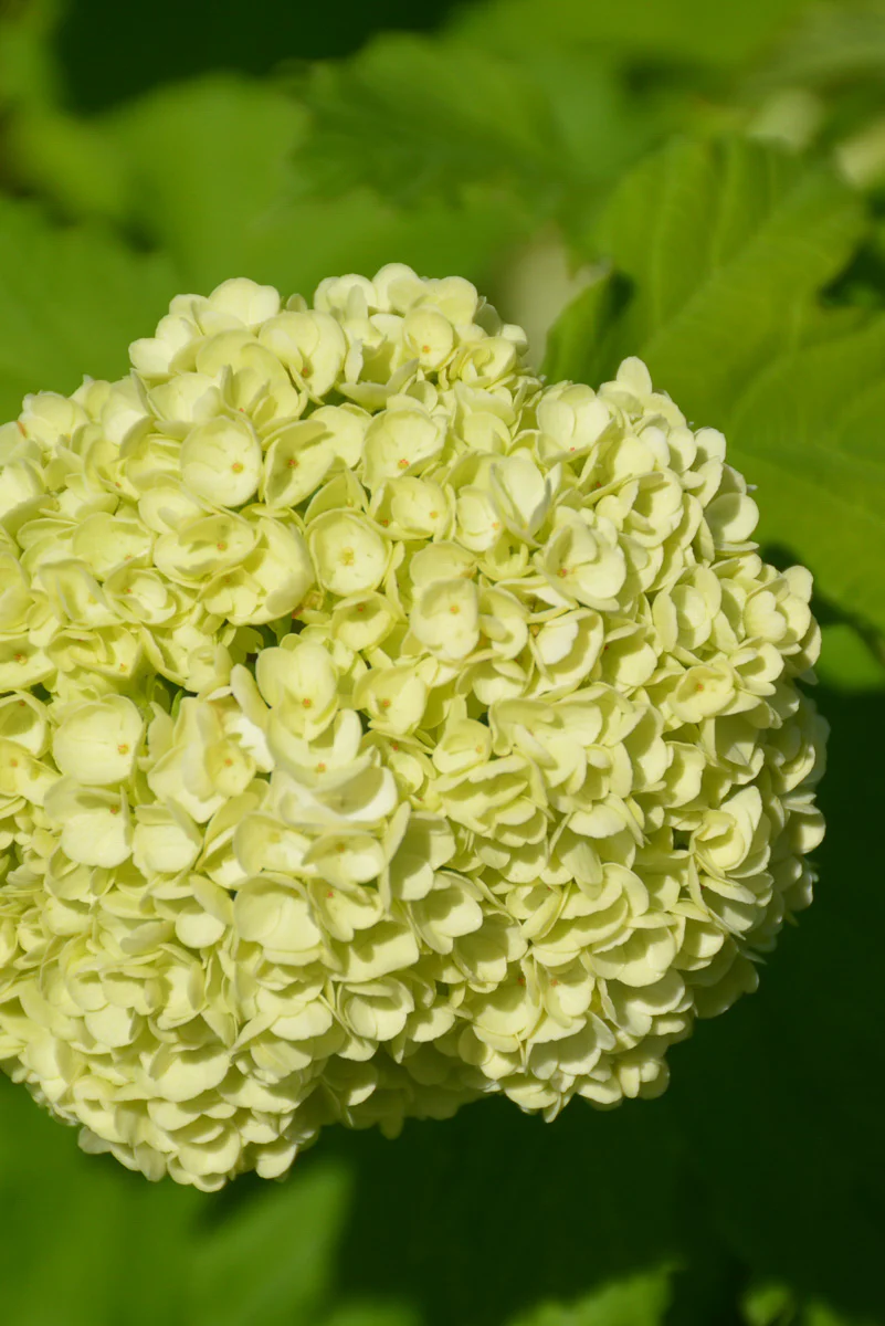 Viburnum, European Snowball - Image 3