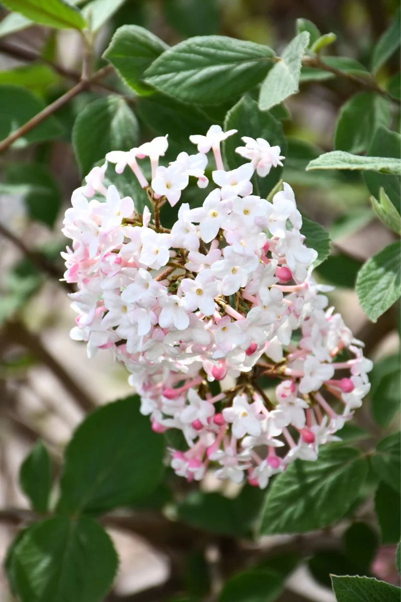 Viburnum, Judd - Image 2