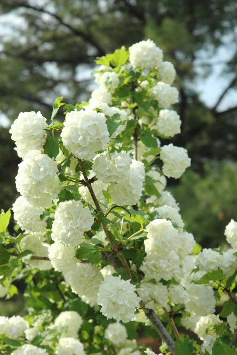 Viburnum, Fragrant Snowball