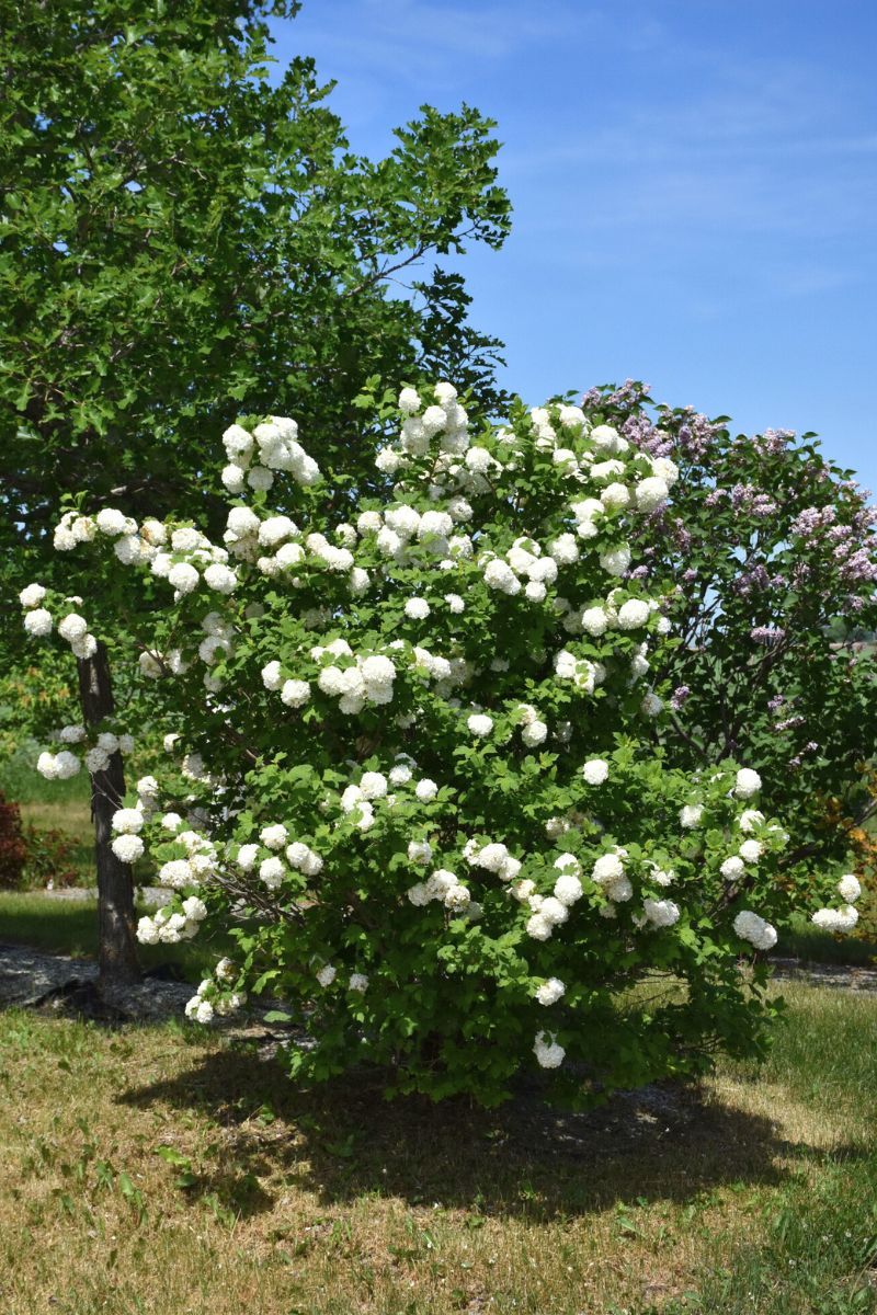 Viburnum, Fragrant Snowball - Image 2
