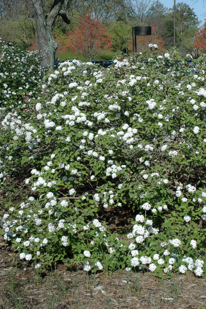 Viburnum, Koreanspice Compact - Image 2