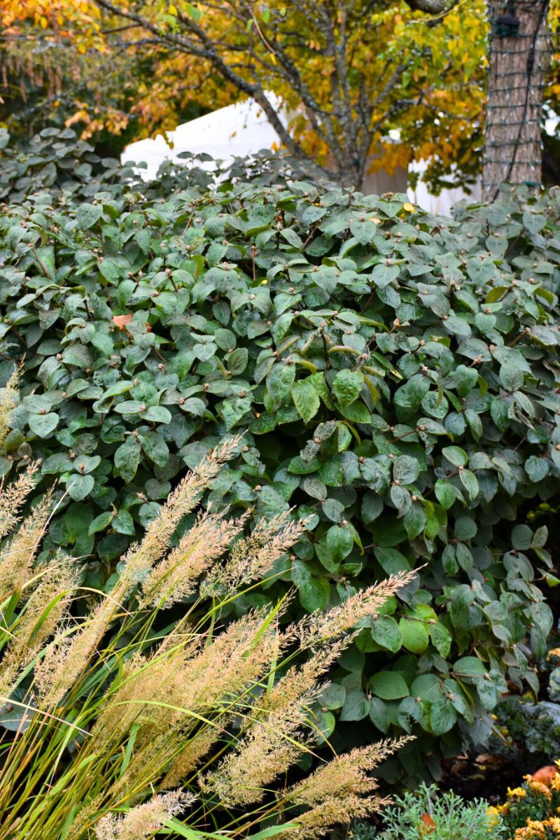 Viburnum, Spice Island