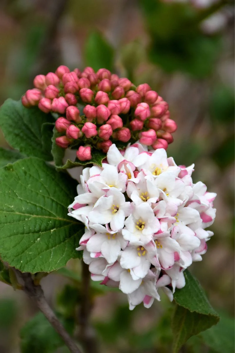 Viburnum, Spice Island - Image 2