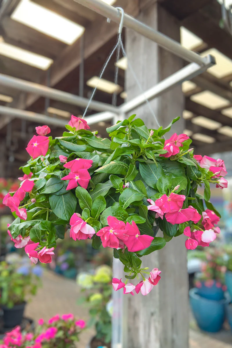 Vinca, Cora Cascade Rose