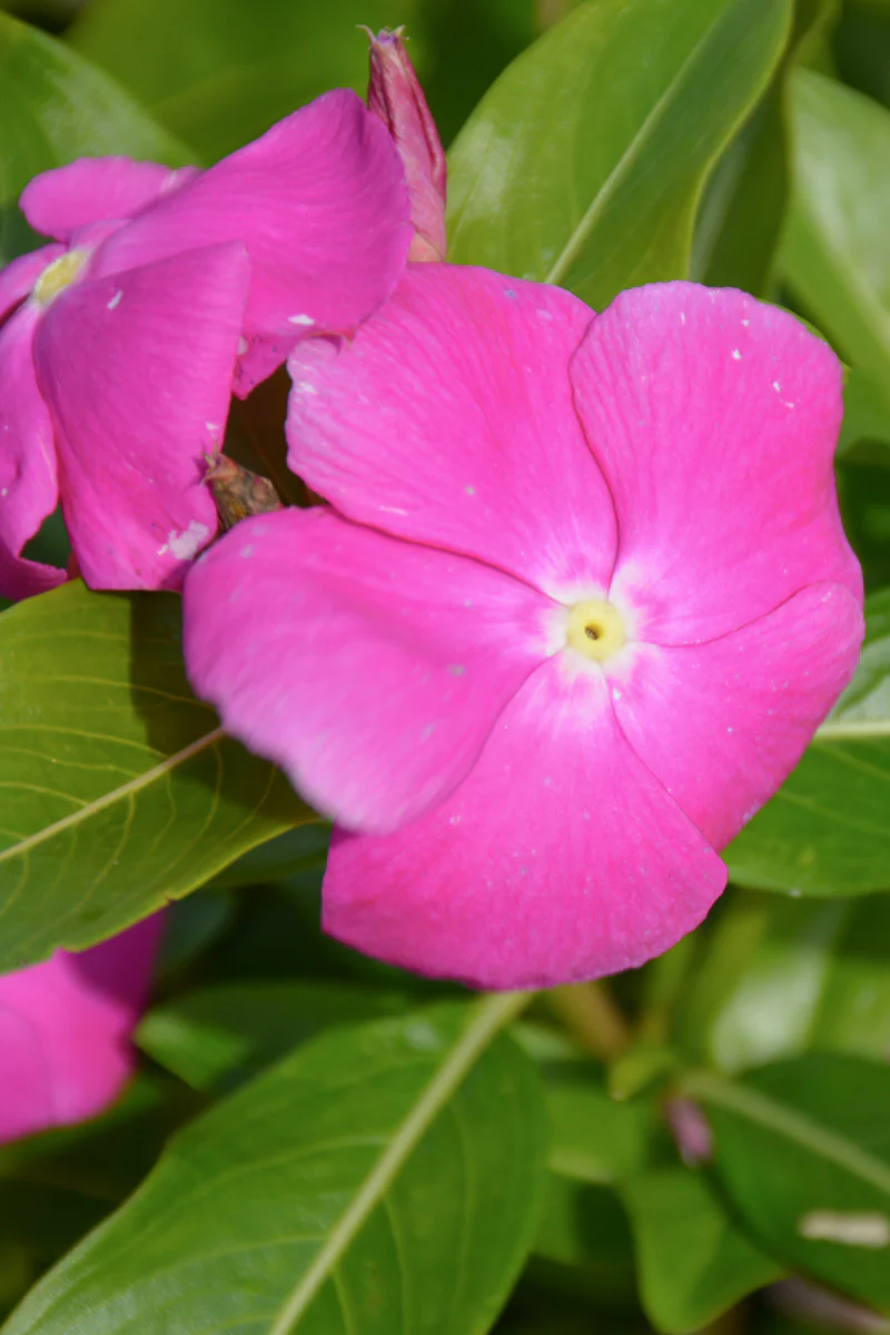 Vinca, Cora Orchid