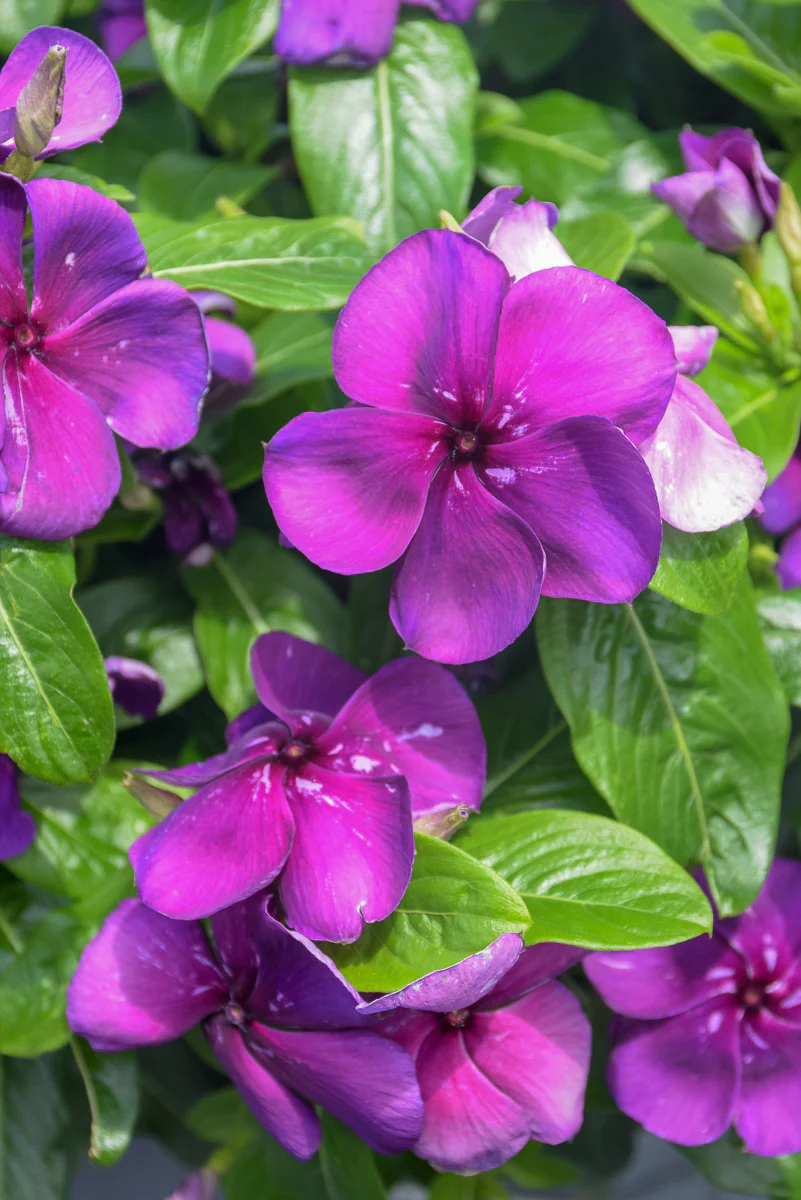 Vinca, Cora Orchid - Image 2