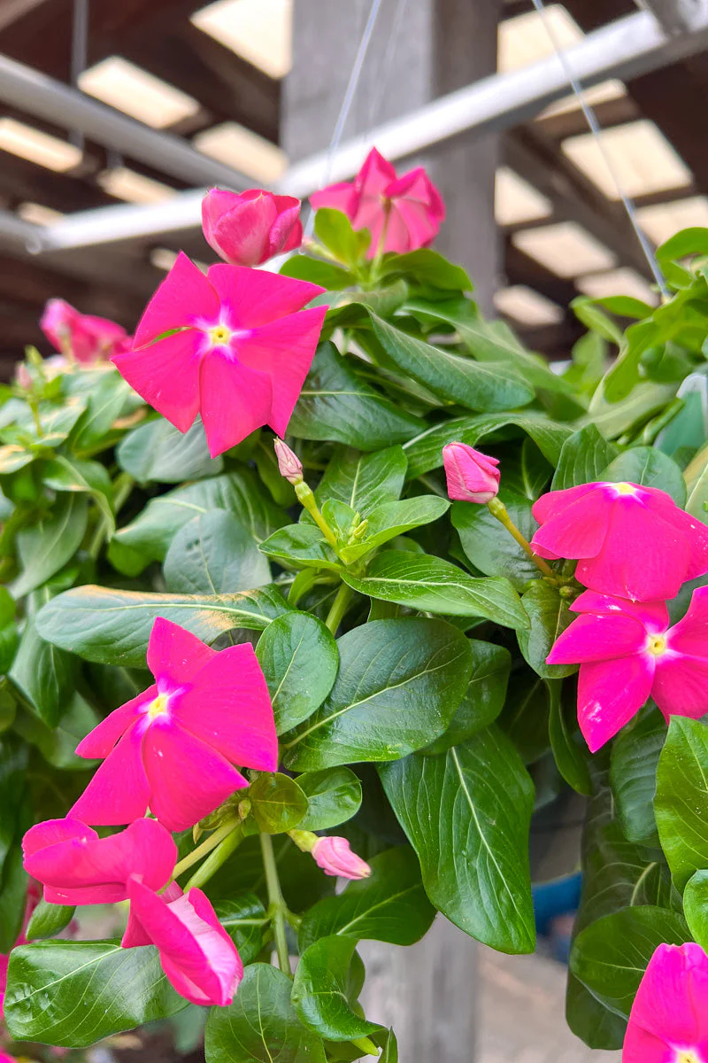 Vinca, Cora Cascade Rose - Image 2