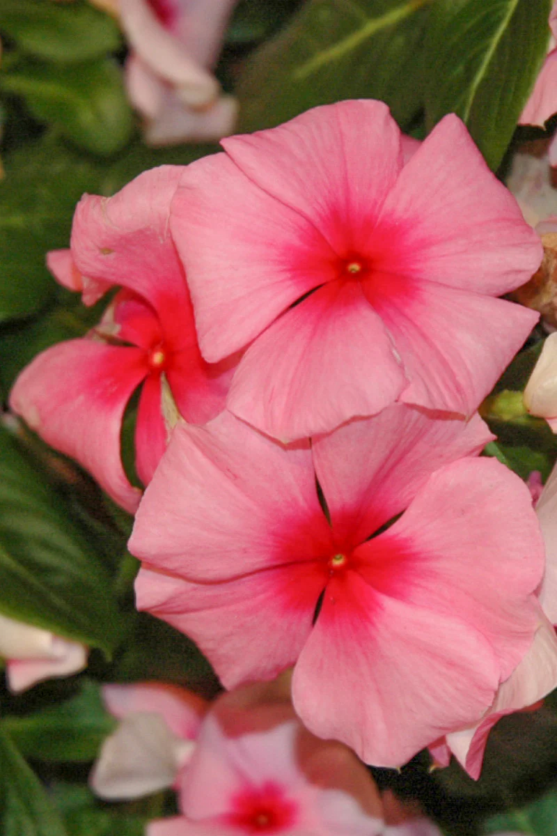 Vinca, Cora Strawberry