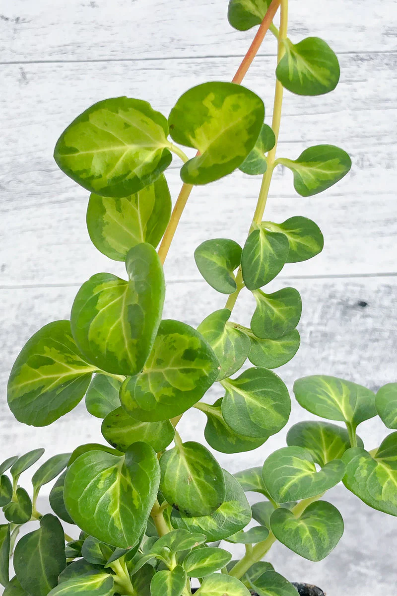 Vinca, Vine Green