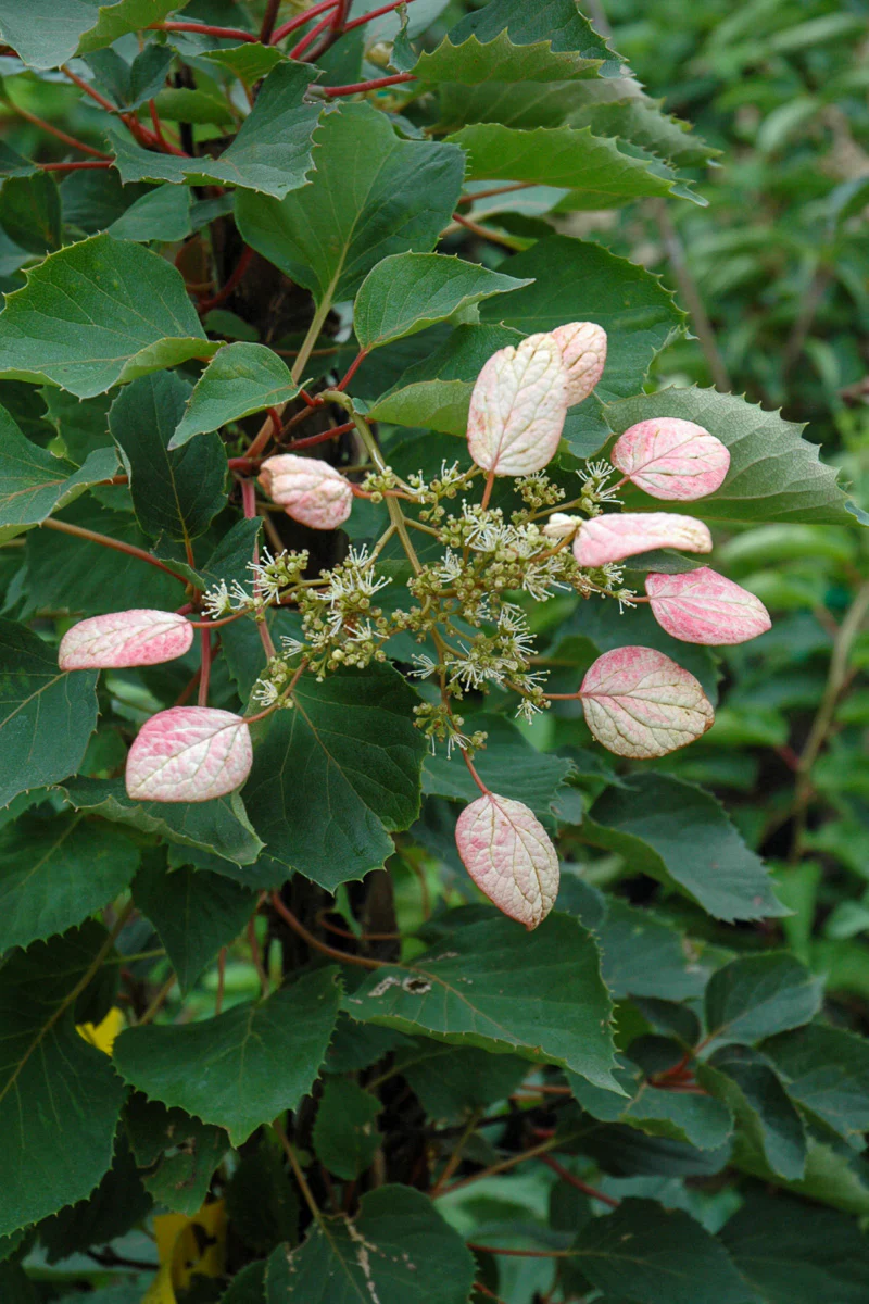 Vine, Hydrangea Japanese Moonlight