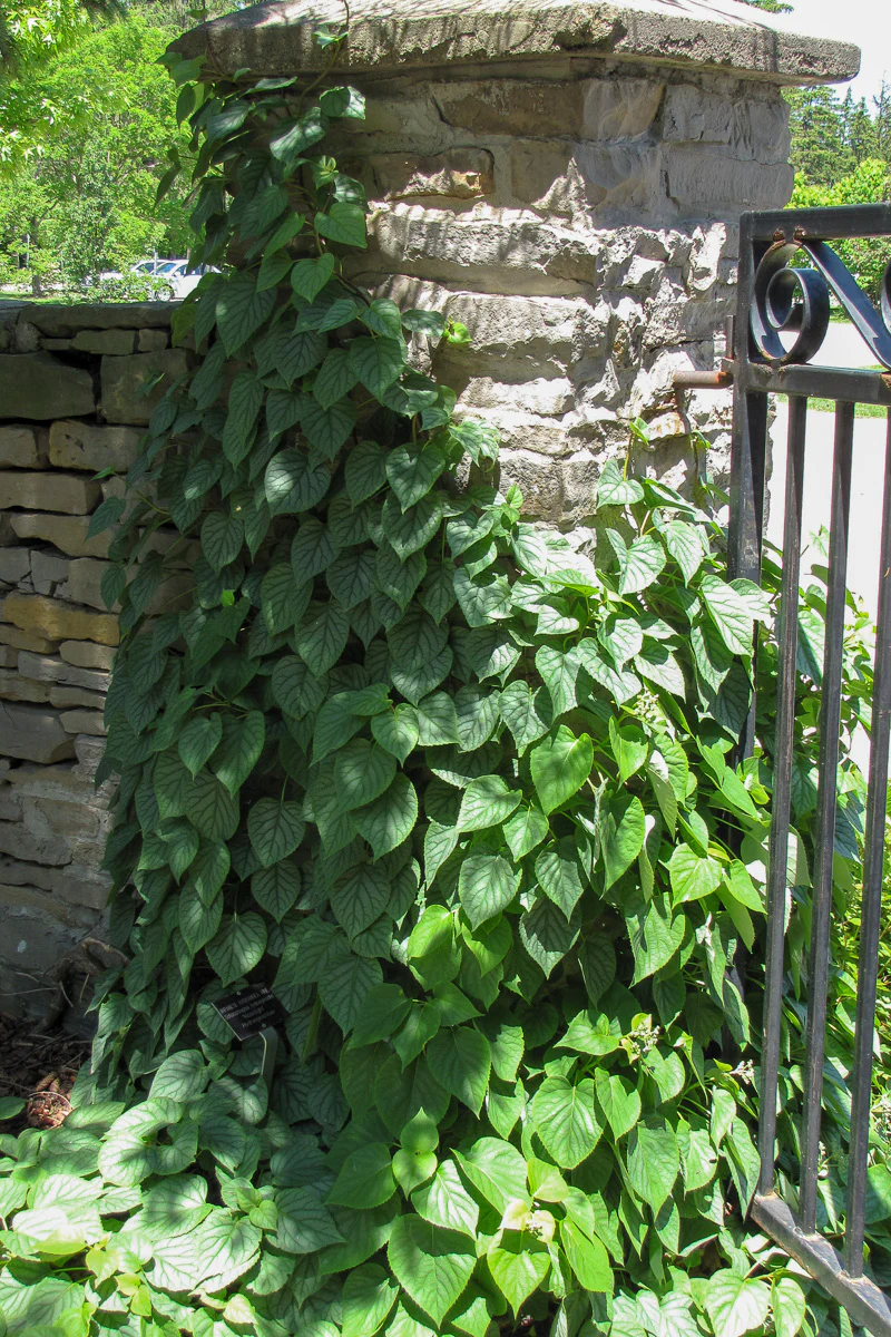 Vine, Hydrangea Japanese Moonlight - Image 2