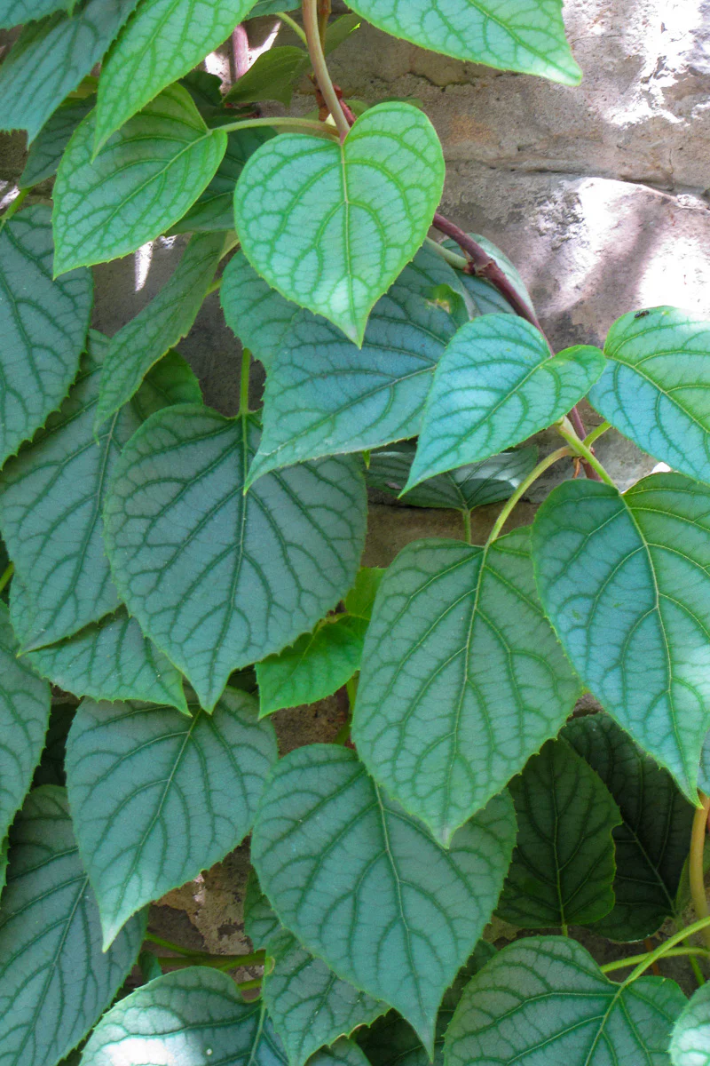 Vine, Hydrangea Japanese Moonlight - Image 3