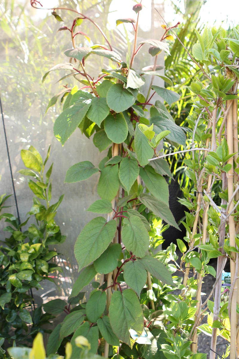 Vine, Kiwi Magic Combination