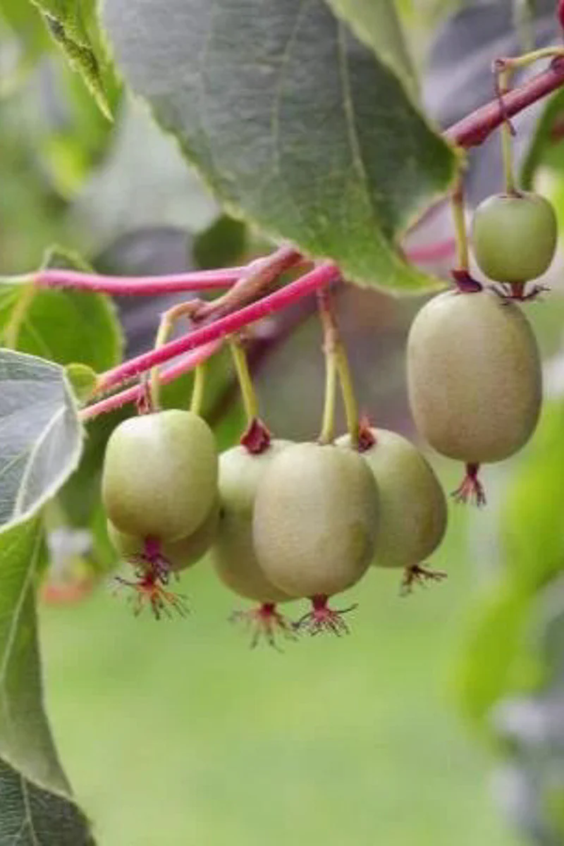 Vine, Kiwi Magic Combination - Image 2