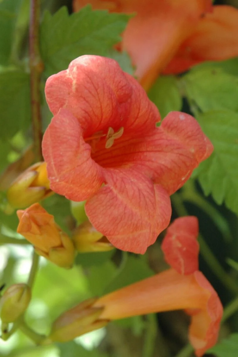 Vine, Trumpet Madame Galen