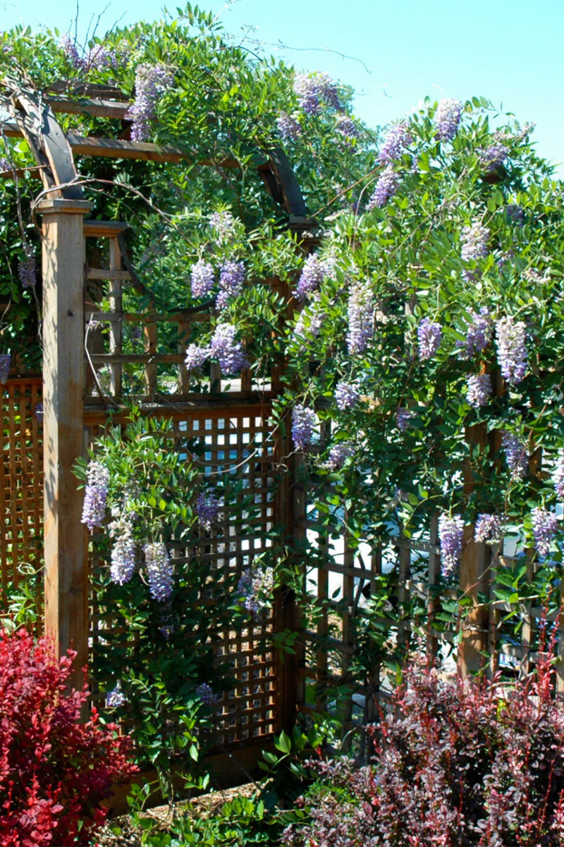Vine, Kentucky Wisteria Summer Cascade