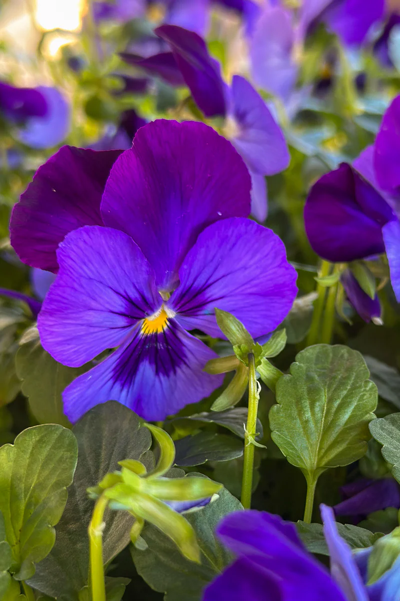 Viola, Colormax Mix