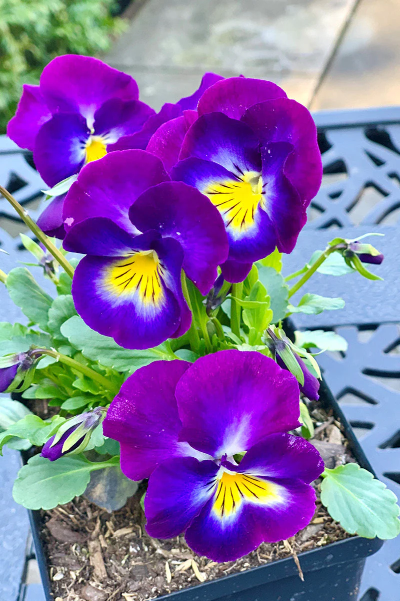 Violet, Halo Violet