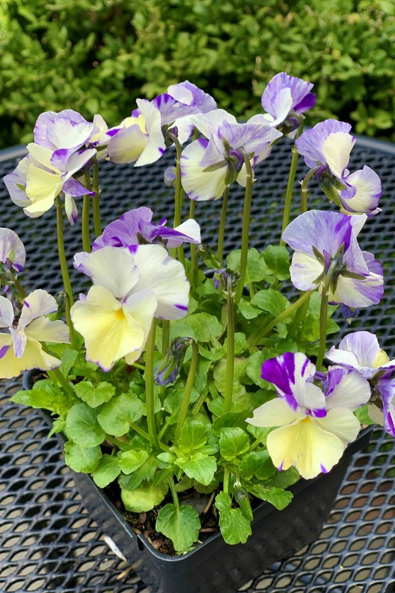Violet, Rebecca
