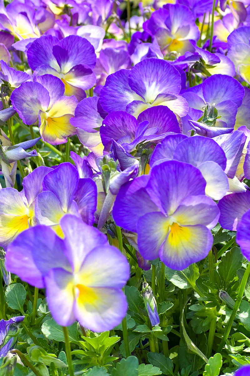 Violet, Starry Night