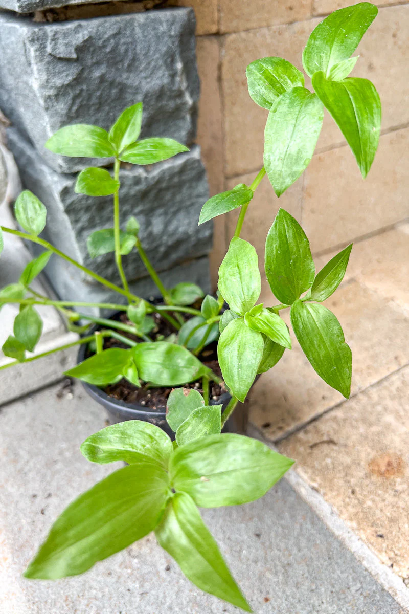Wandering Jew Green