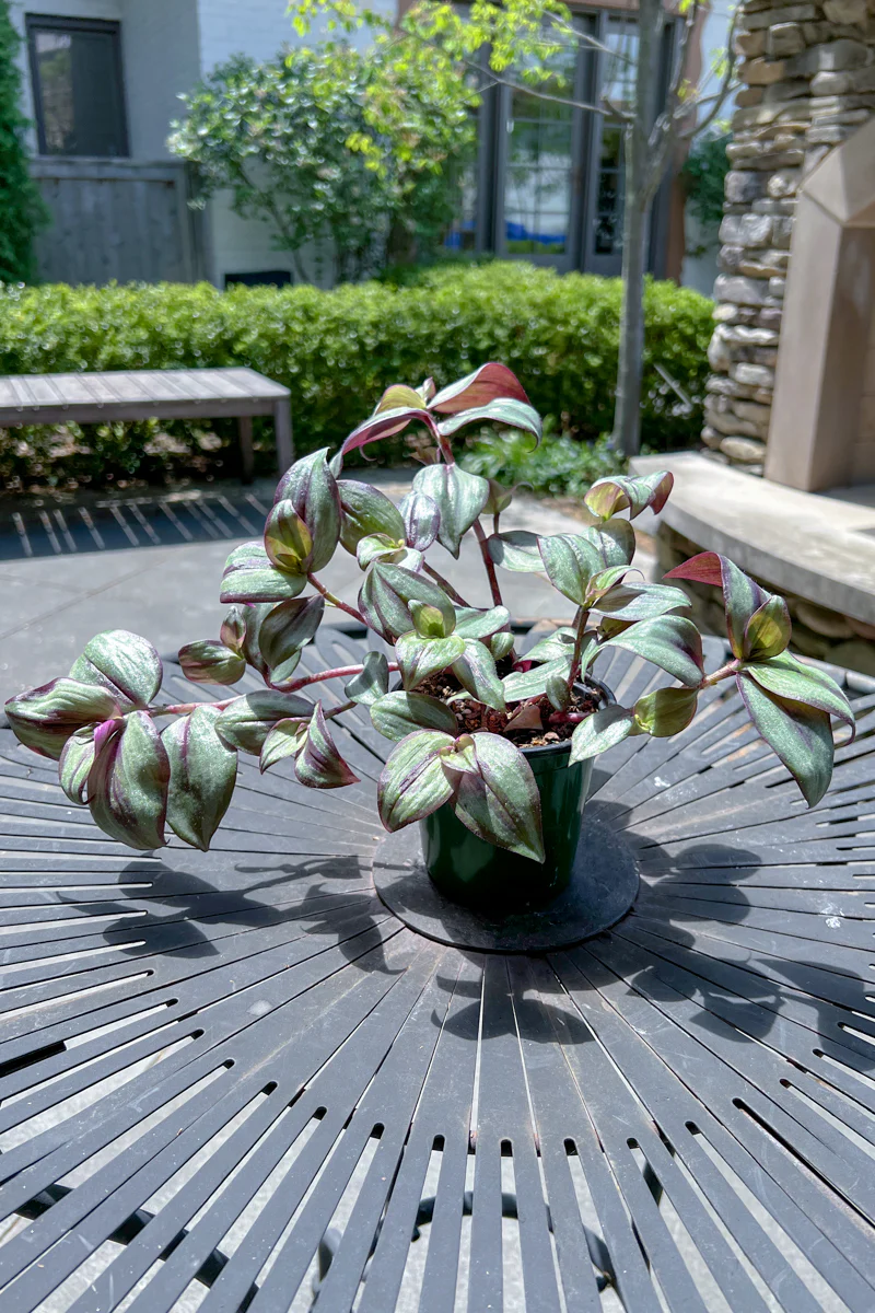 Wandering Jew Pu/Slv - Image 2