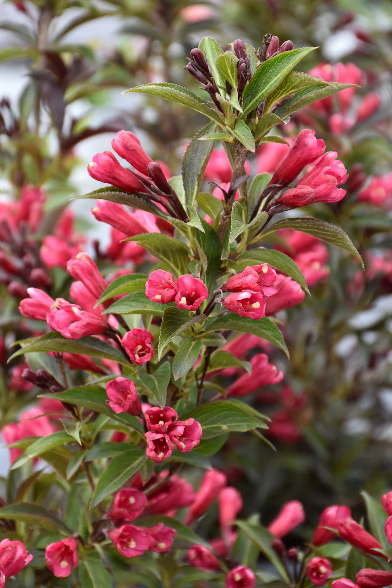 Weigela, Electric Love
