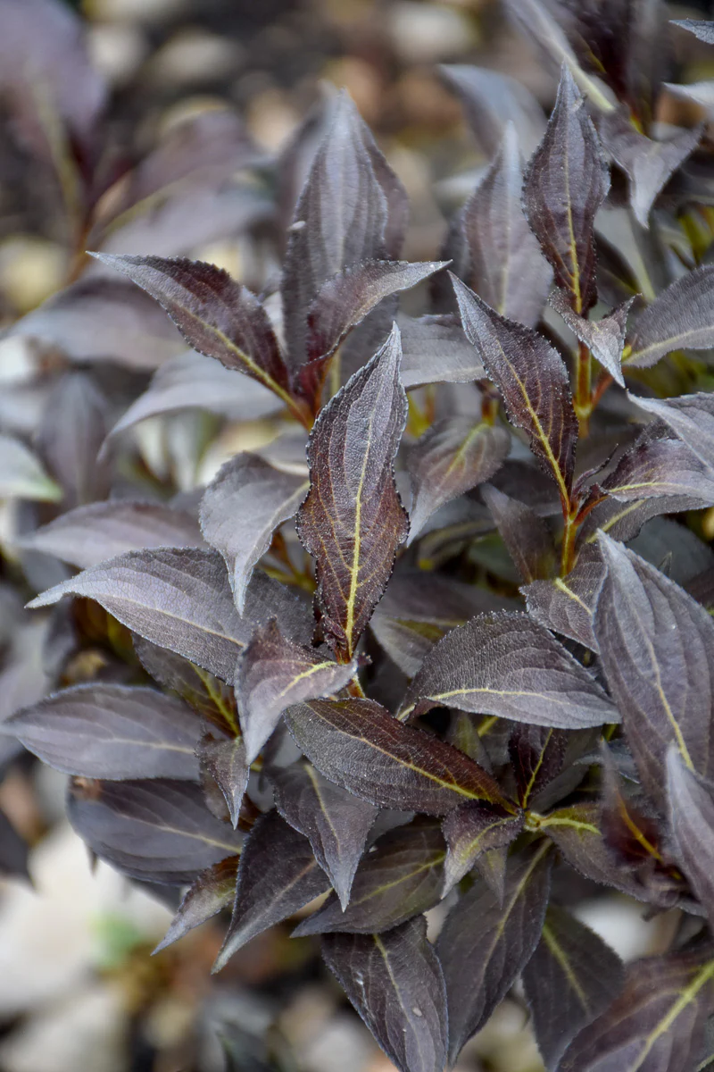 Weigela, Electric Love - Image 2