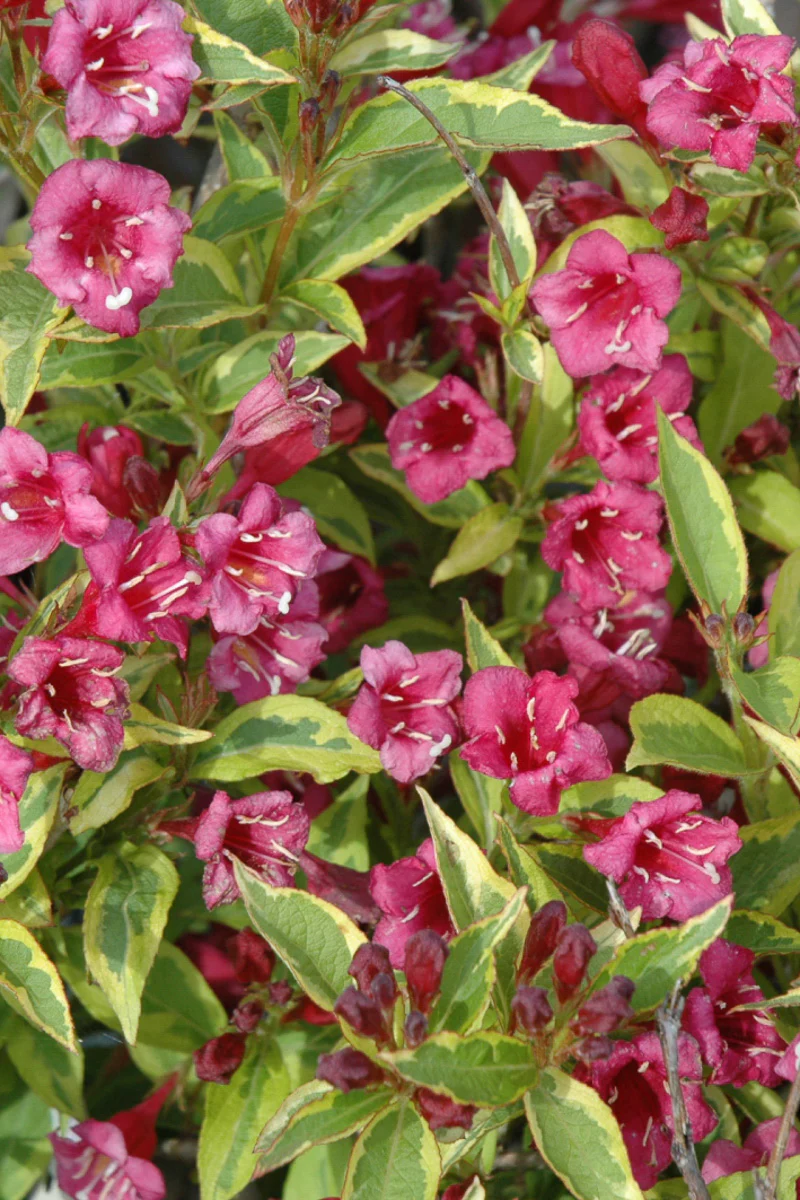 Weigela, French Lace