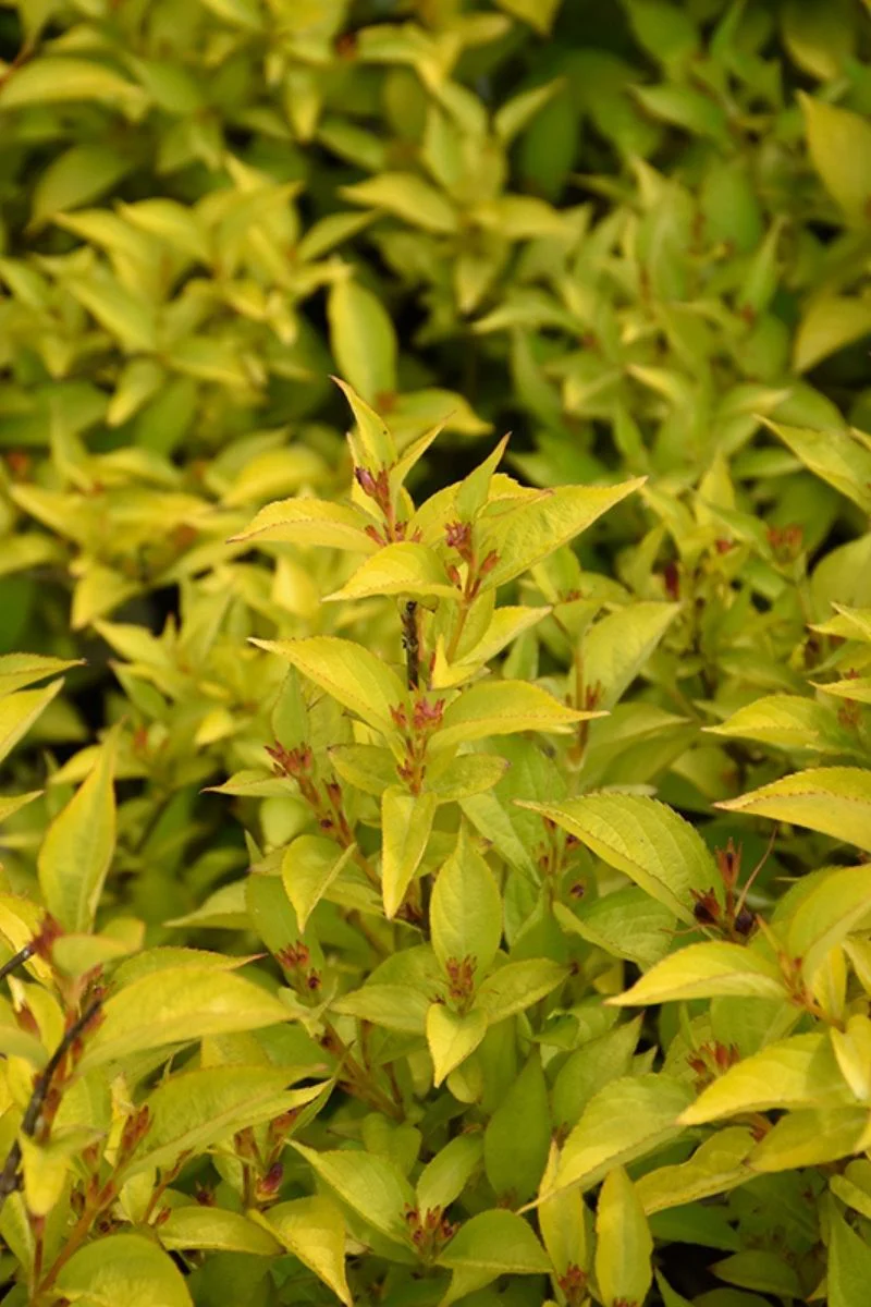 Weigela, Golden Jackpot