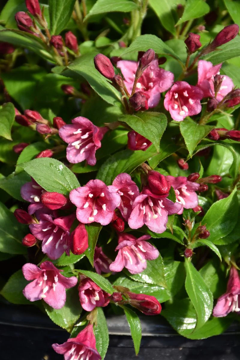 Weigela, Snippet Dark Pink