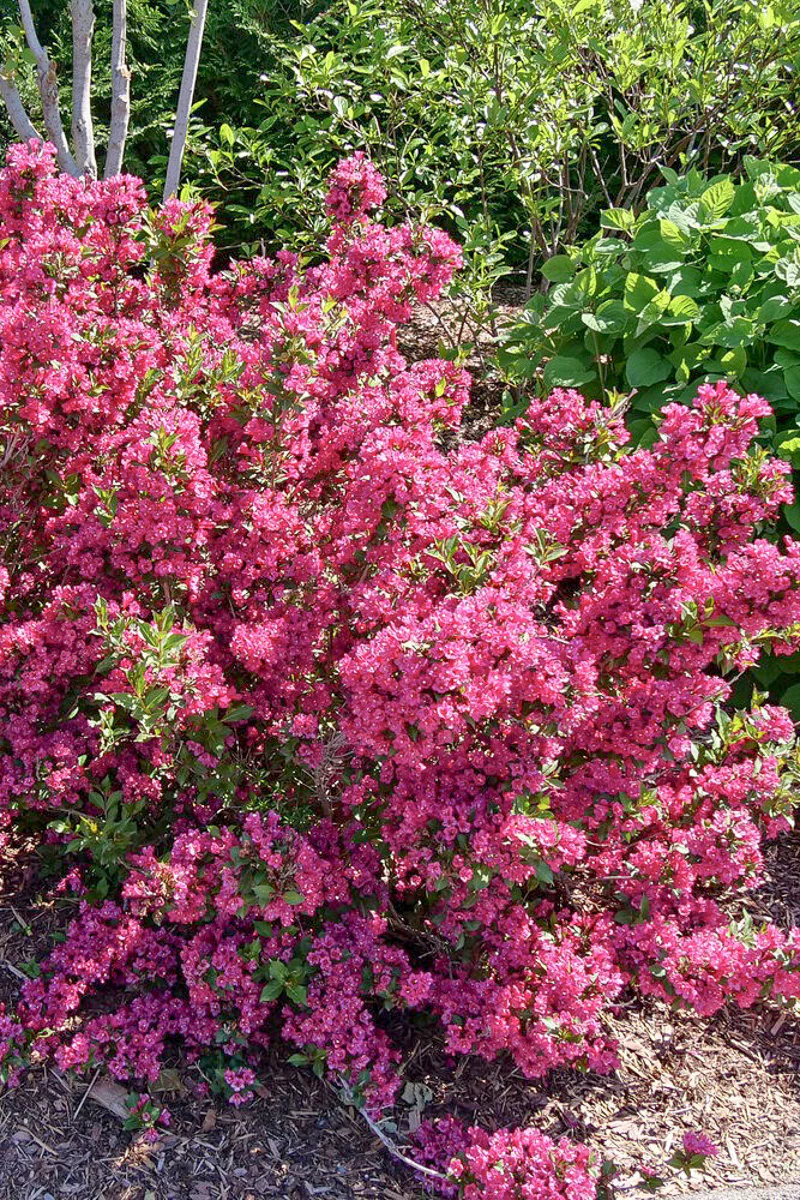 Weigela, Sonic Bloom Punch